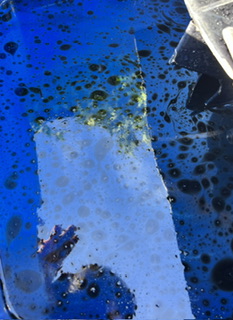 IMG_0995.jpeg