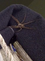 spider, boat 002.jpg