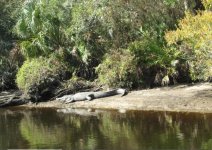 Alligator on Myakka.jpg