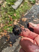 Sooty goo in cooling water discharge 3.jpg