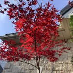 IMG_0799.jpeg