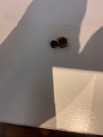 IMG_9264.jpeg
