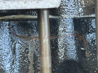 IMG_1194.jpg