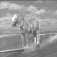 Mr.ed