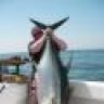 THE LONE SHARK
