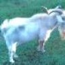 olenavygoat