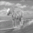 Mr.ed