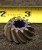 GEAR-PINION 43-98696